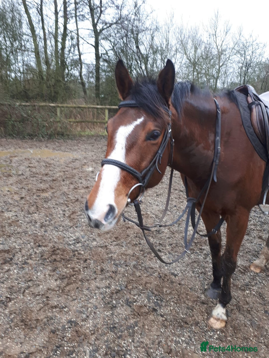 Other Breed horses for sale: 15.1 Welsh x thoroughbred  - Image 25