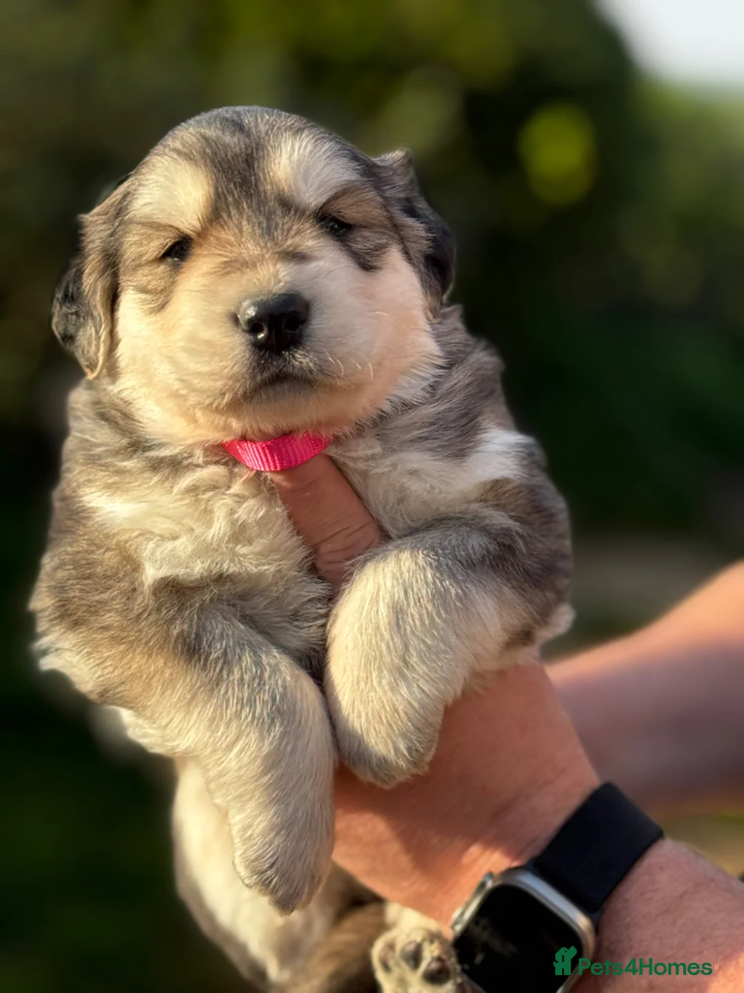 Golden Shepherd dogs for sale: ⭐️ GOLDEN SHEPHERDS ⭐️ - Advert 1