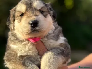 Golden Shepherd dogs ⭐️ GOLDEN SHEPHERDS ⭐️ - Advert 1