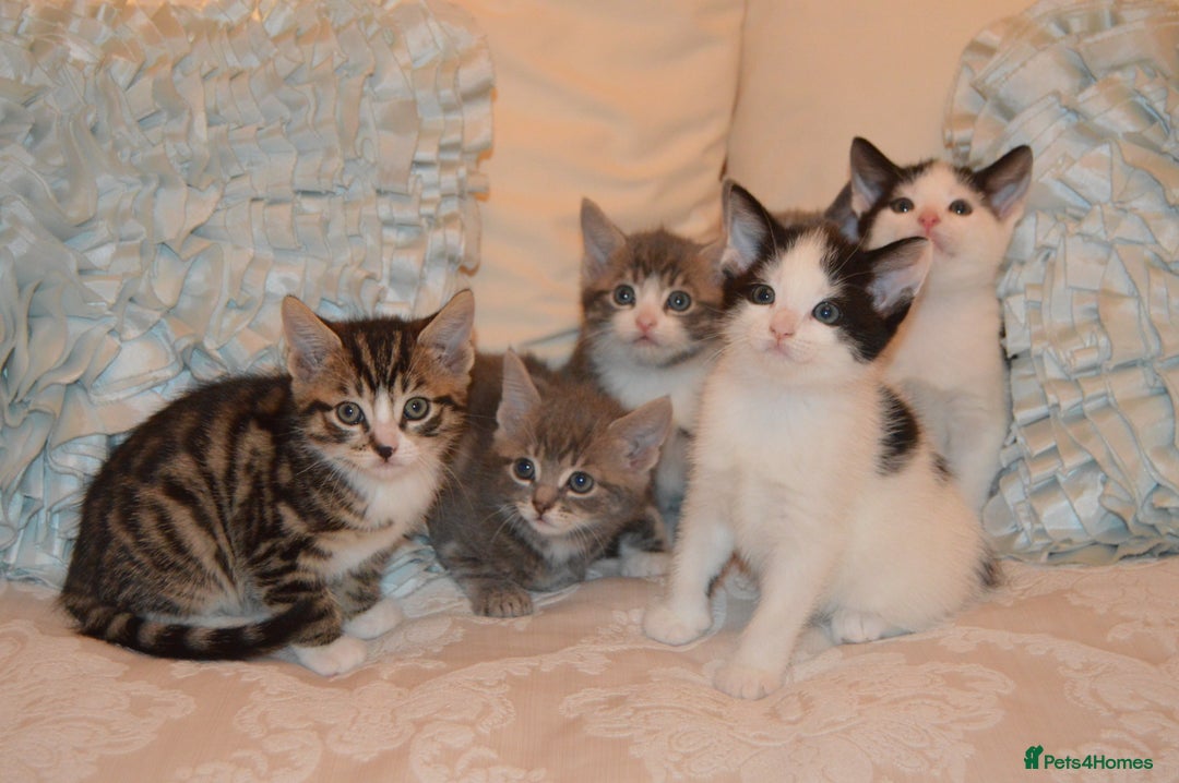Mixed Breed cats for sale: 6 Adorable Playful Kittens for Sale - Image 23