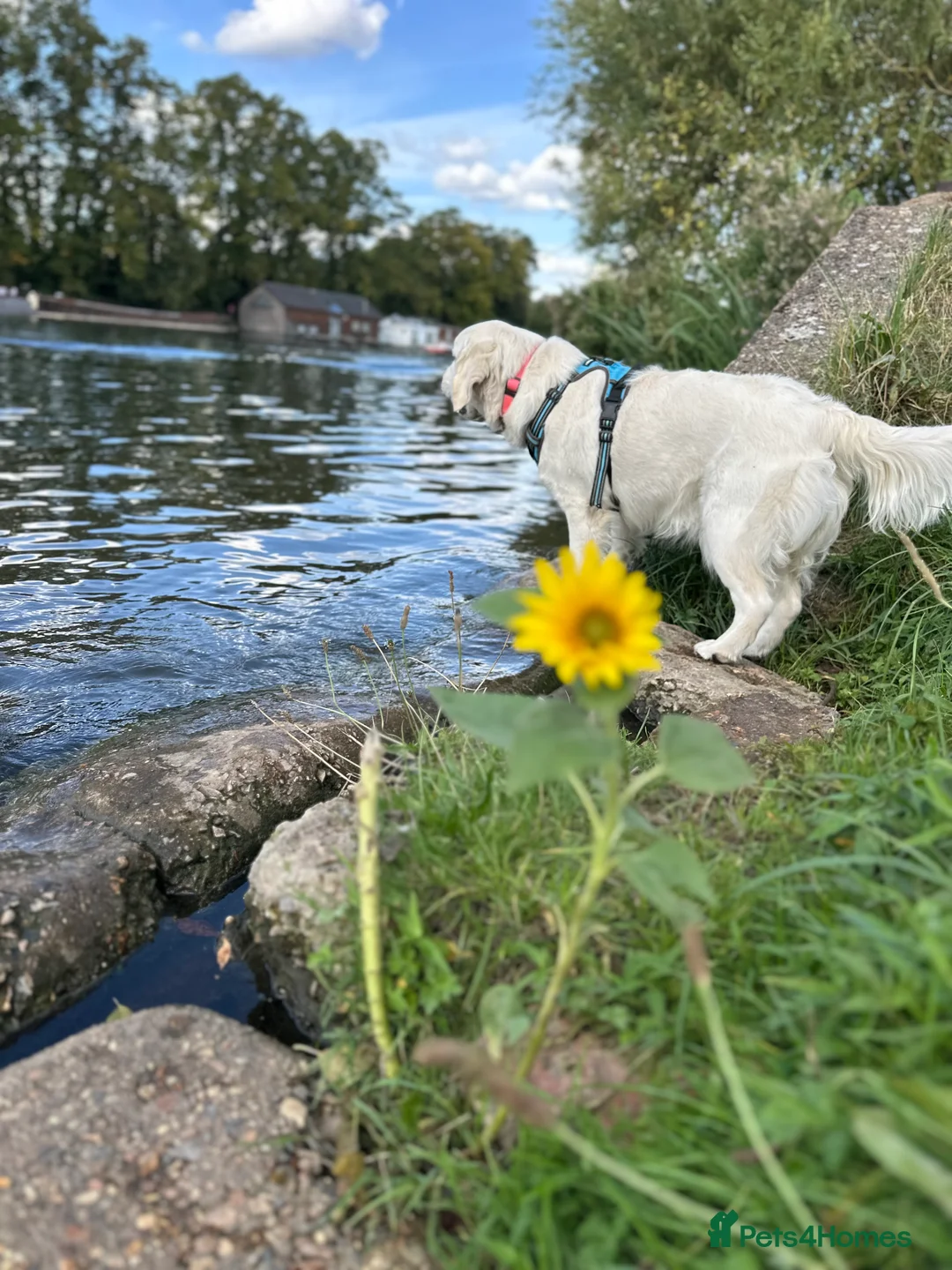 Golden Retriever dogs for sale: Gorgeous 13 months old Golden Retriever  - Advert 10