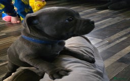 Staffordshire Bull Terrier dogs for sale: Stunning Staffordshire bull terrier pups  - Image 4