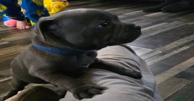Staffordshire Bull Terrier dogs - Advert 7