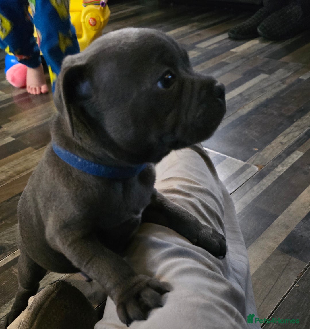 Staffordshire Bull Terrier dogs for sale: Stunning Staffordshire bull terrier pups  - Image 4