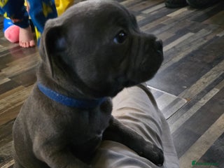 Staffordshire Bull Terrier dogs - Advert 15