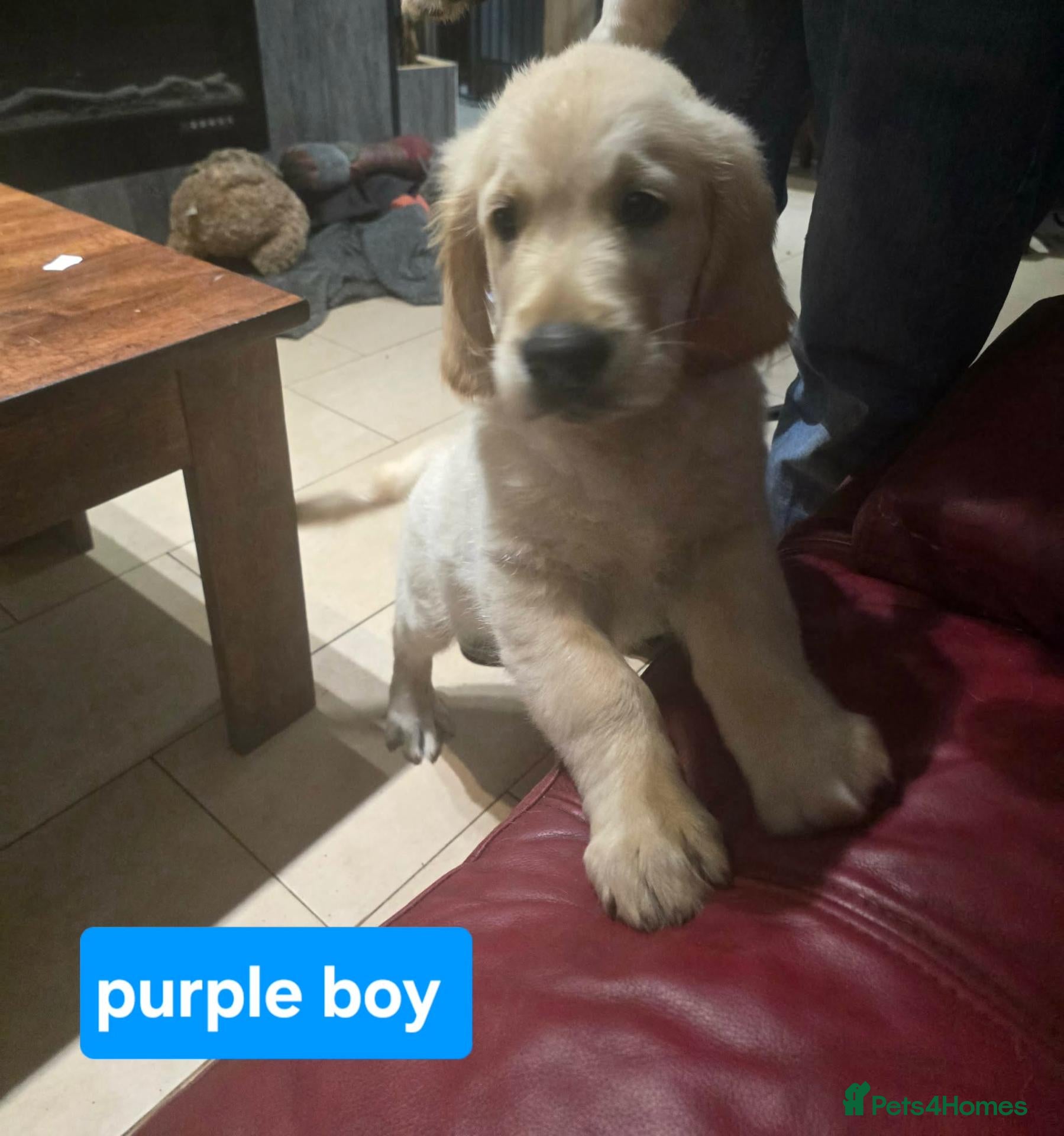 Golden Retriever dogs Golden Retriever Puppies KC Registered  Ready now  - Advert 17