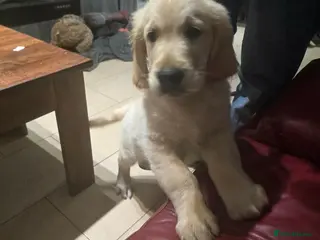Golden Retriever dogs Golden Retriever Puppies KC Registered Ready now - Advert 17