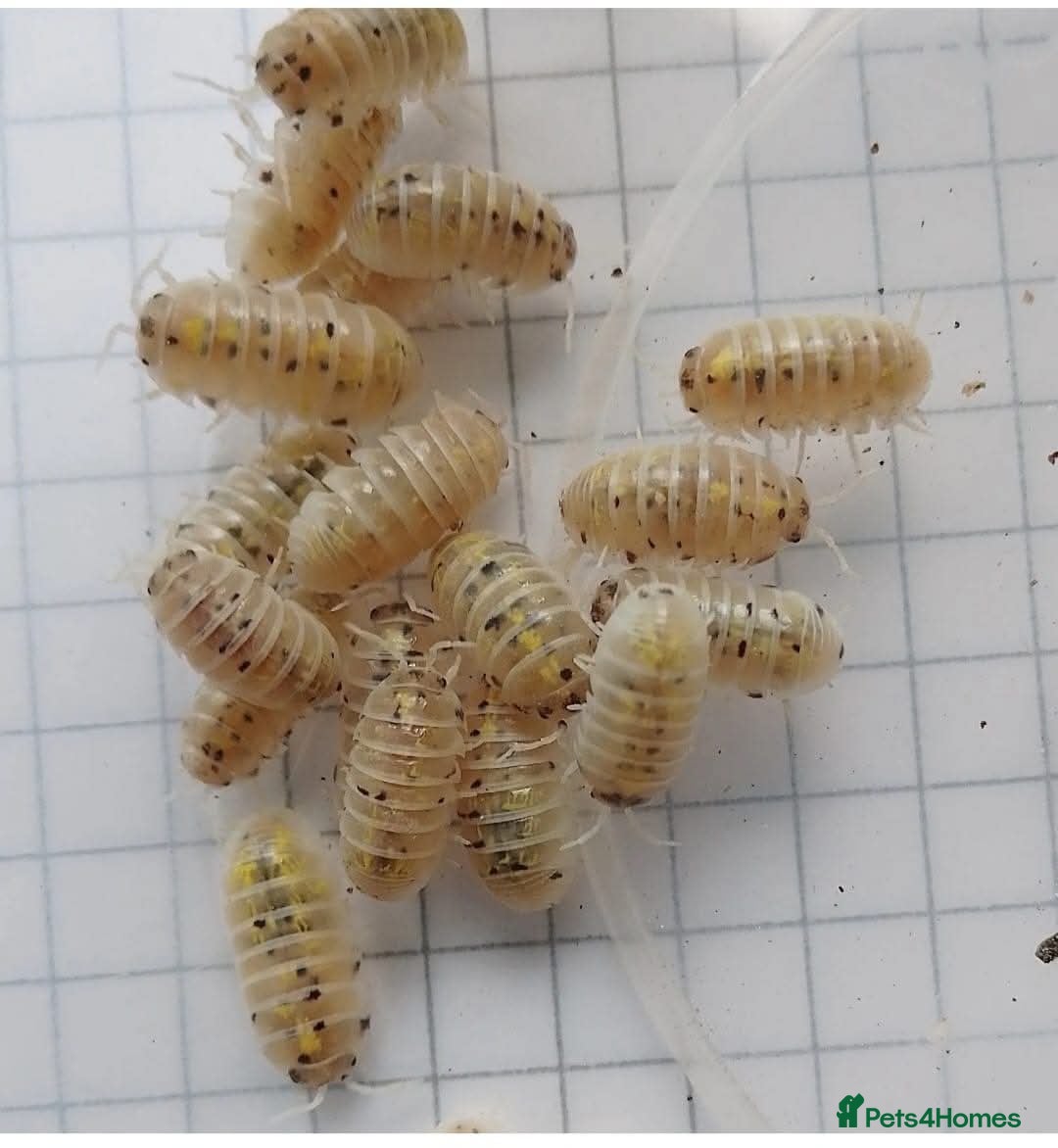 Isopods invertebrates for sale: Magic Potion Isopods (Armadillidium vulgare) - Advert 2