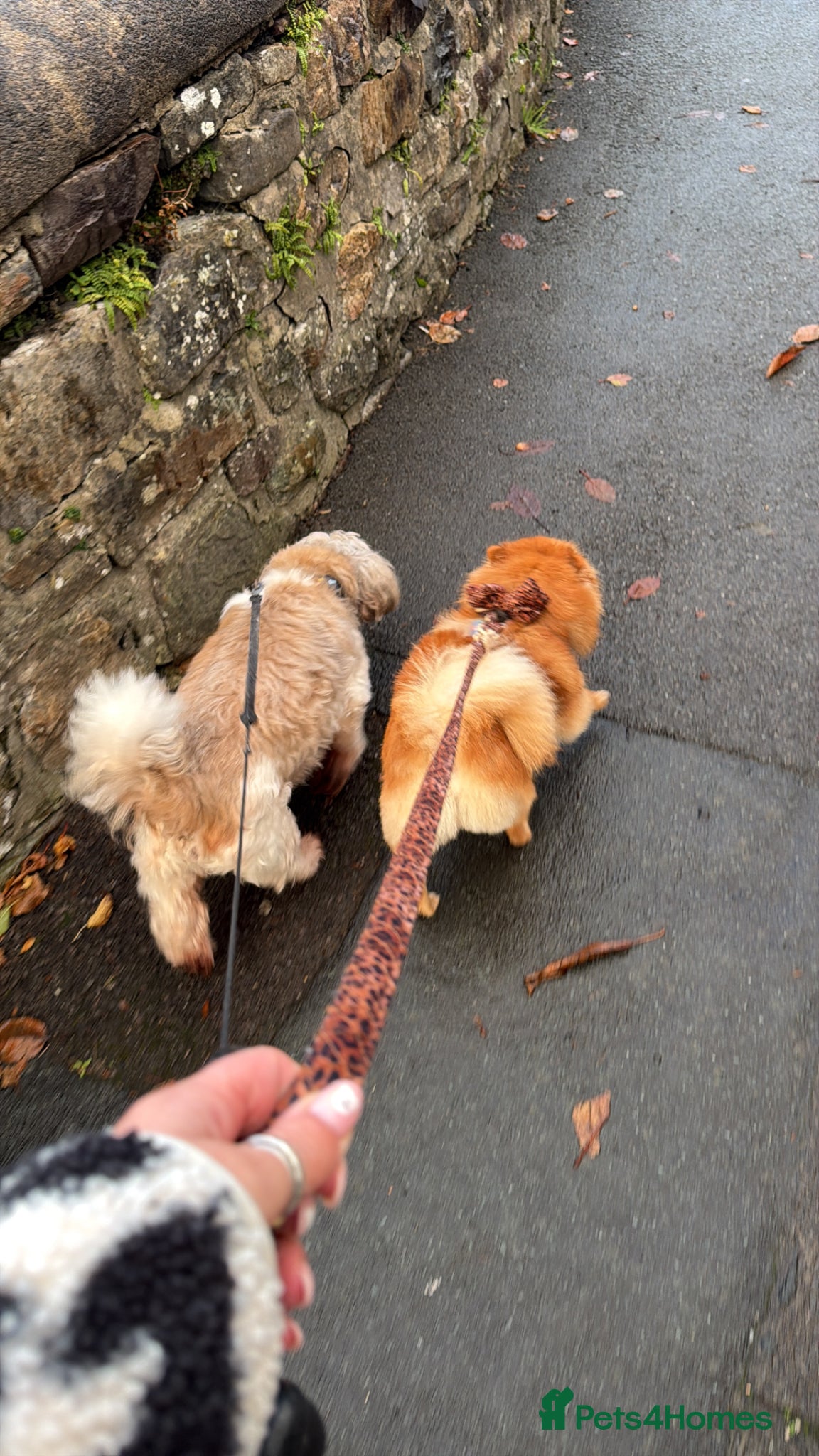 Pomeranian dogs for sale: Looking for her new family - Advert 4