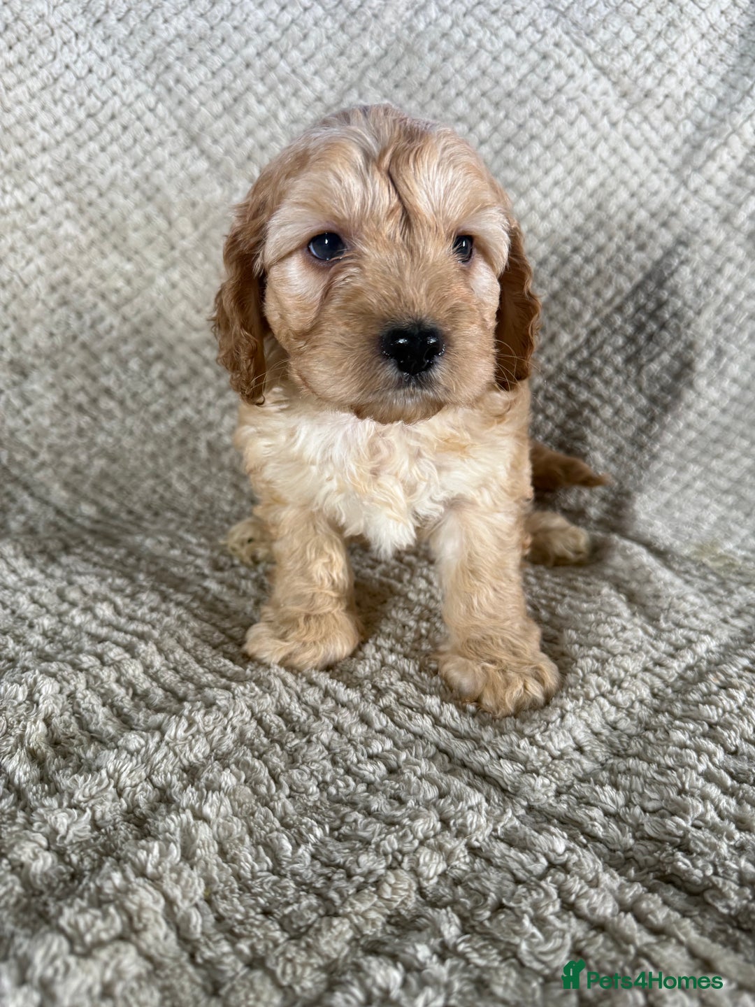 Cockapoo dogs for sale: F1 Cockerpoo Puppies For Sale  - Advert 8
