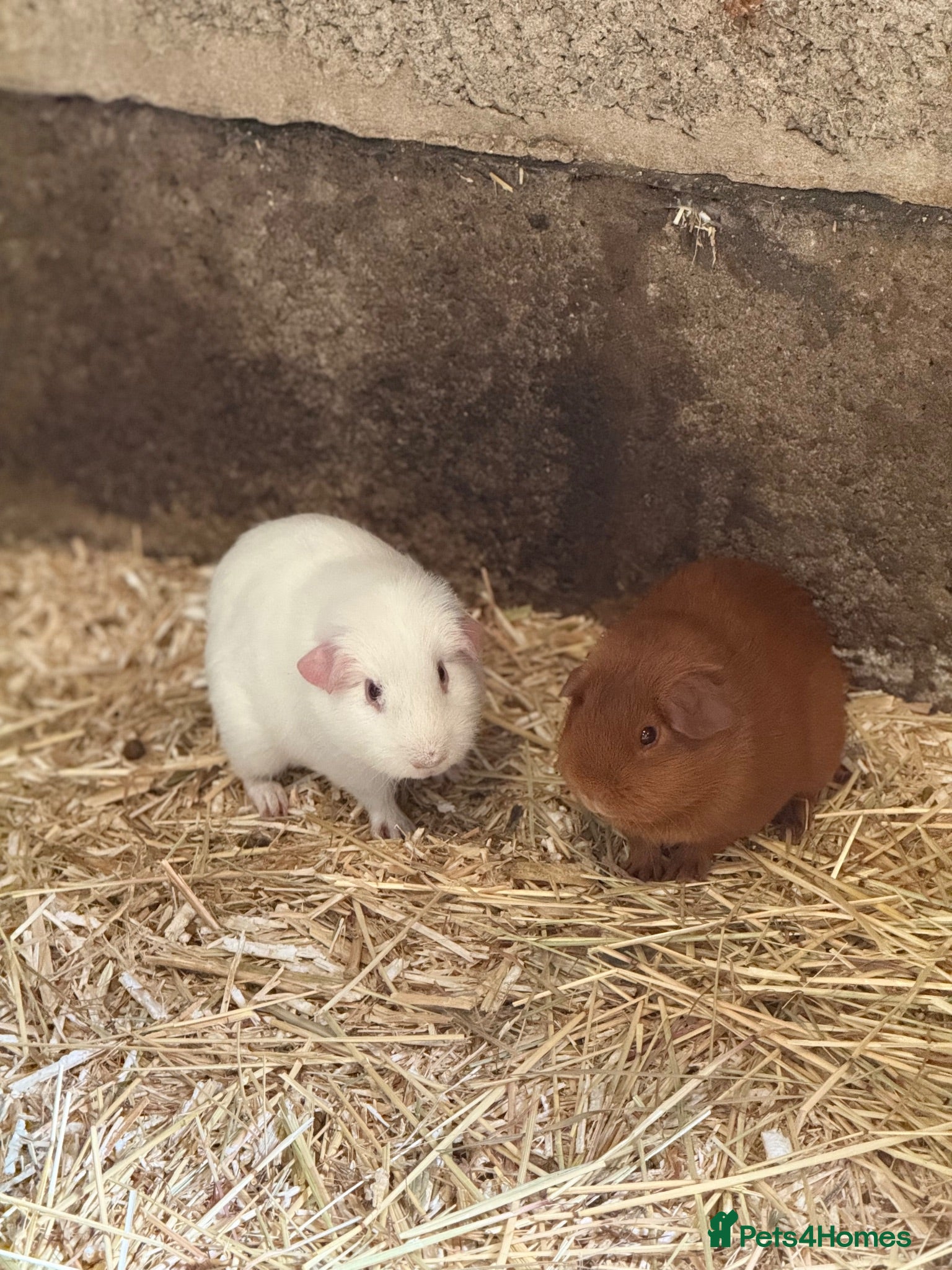 Guinea Pig rodents boar guinea pigs  - Advert 2