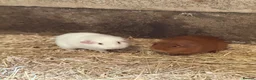Guinea Pig rodents for sale: 4 boar guinea pigs  - Advert 3