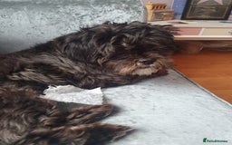 Shih Tzu dogs for stud: Beautiful boy for stud - Image 4