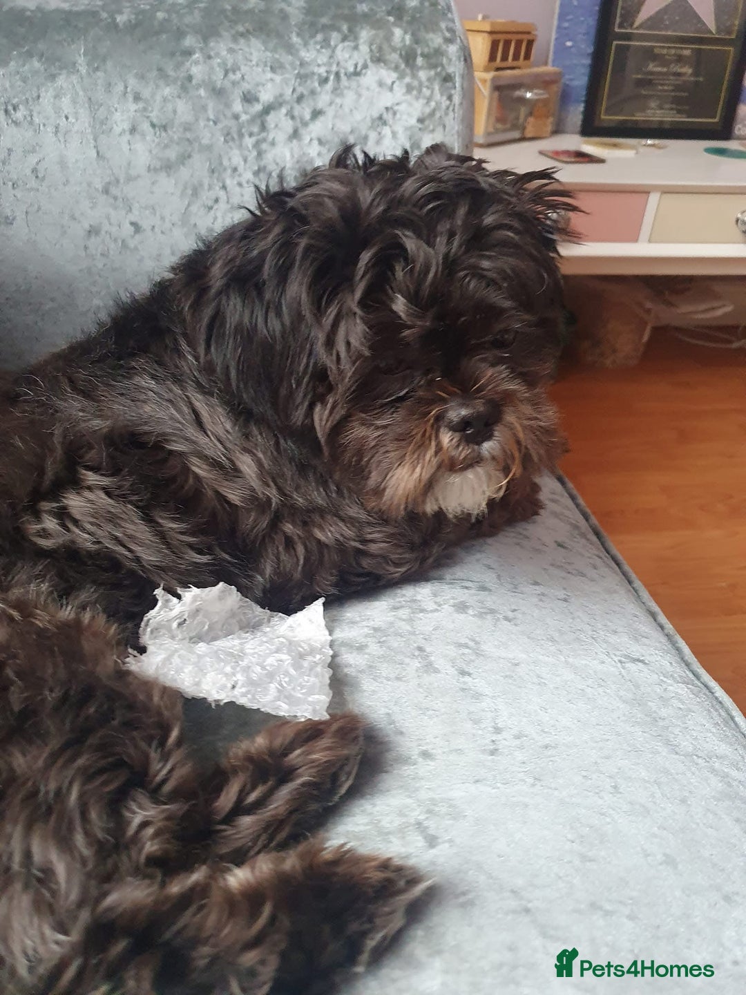 Shih Tzu dogs for stud: Beautiful boy for stud - Image 4