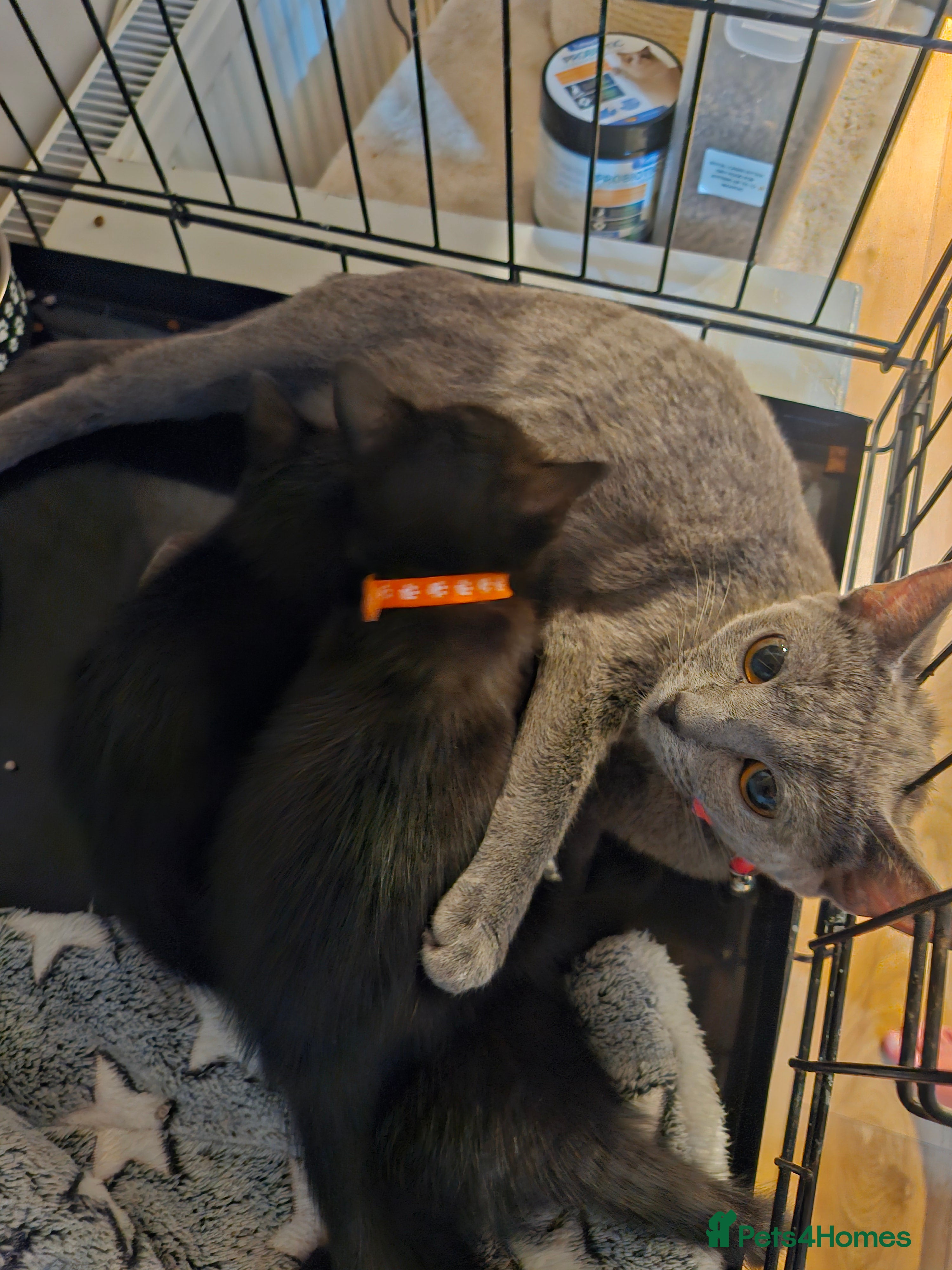 Burmese cats Burmese x Russian blue - Advert 1