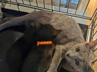 Burmese cats Burmese x Russian blue - Advert 2