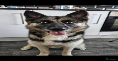 Shepsky dogs - Advert 5