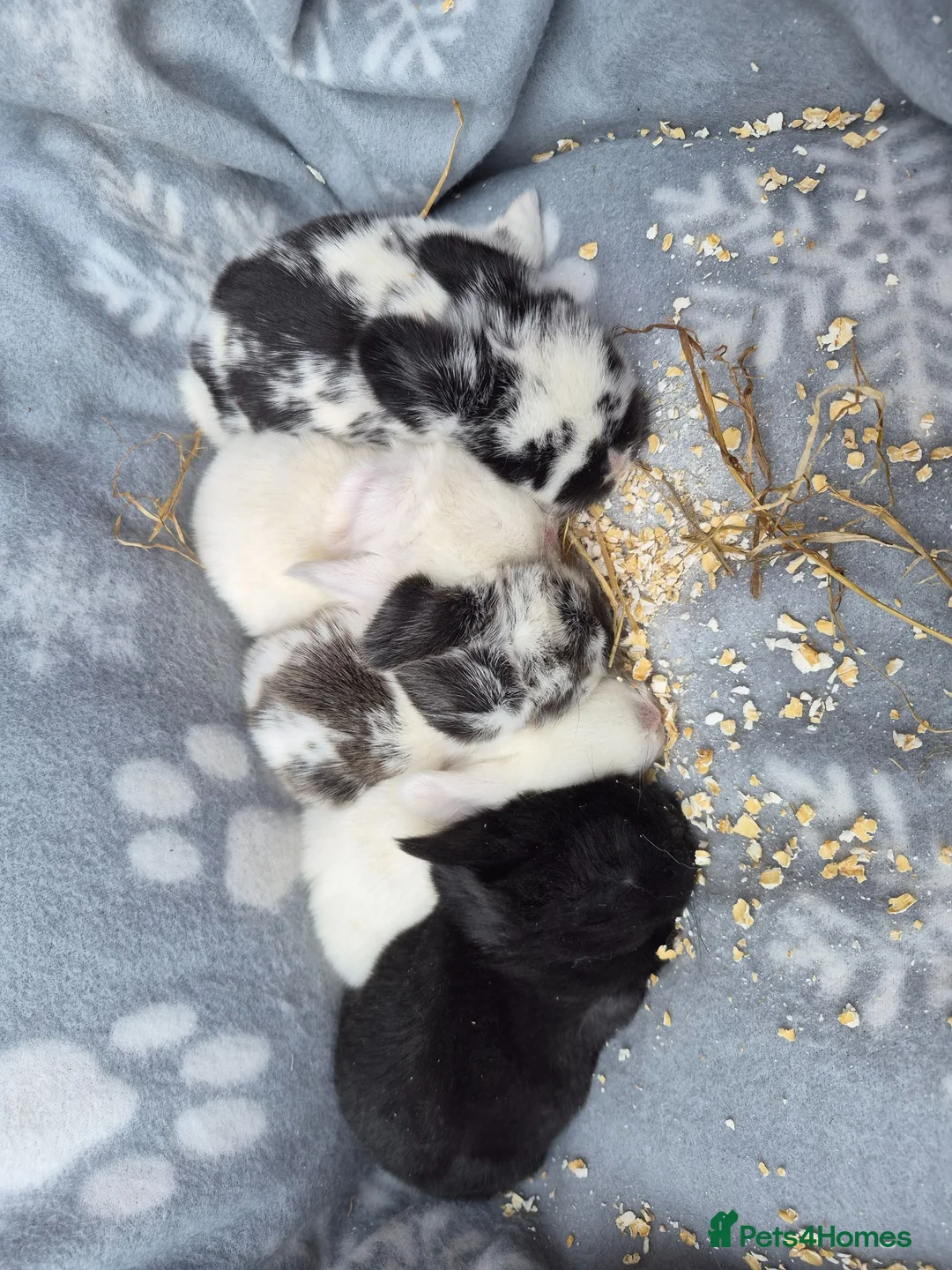 Mini Lop rabbits for sale: I have 5 lovely mini lop.ear bunnies  - Advert 2