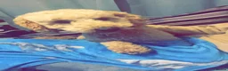 Cavapoo dogs for sale: 3 year old cavapoo  in Neston - Advert 2