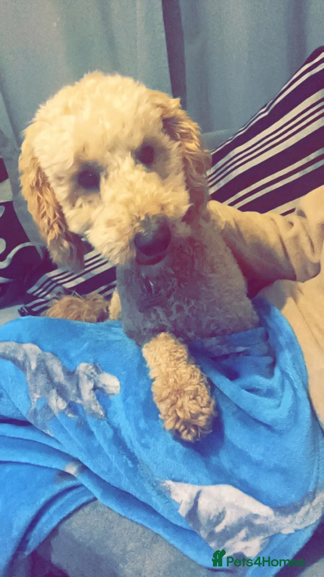 Cavapoo dogs for sale: 3 year old cavapoo  in Neston - Advert 2