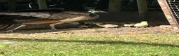 Peafowl poultry for sale: Pair of peafowl for sale - Advert 2