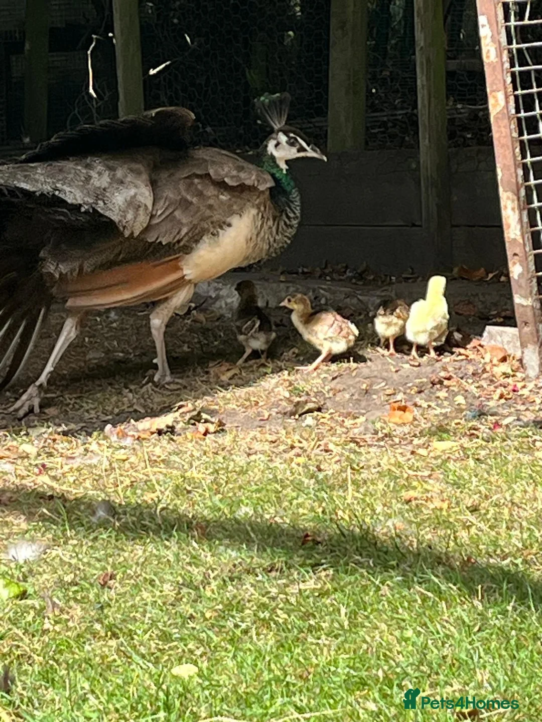 Peafowl poultry for sale: Pair of peafowl for sale - Advert 2