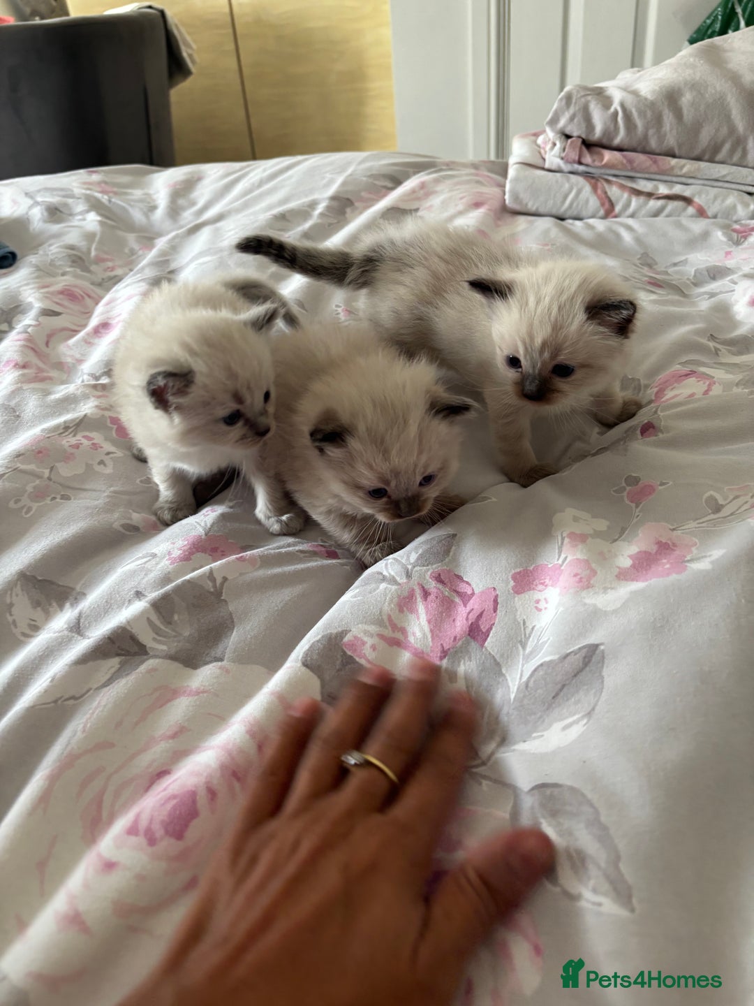 Ragdoll cats for sale: Purebred bluepoint ragdolls - Image 20
