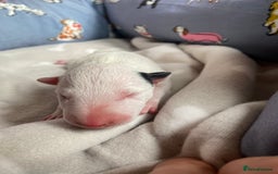 English Bull Terrier dogs for sale: English bull terrier puppy’s  - Image 22
