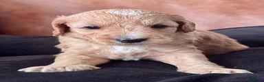 Louis