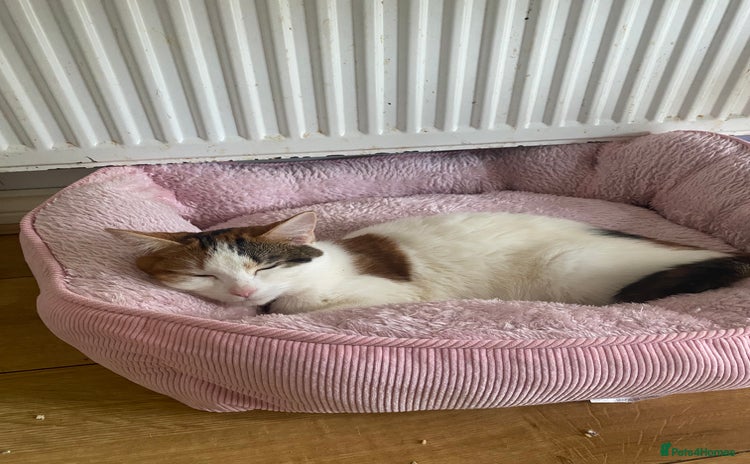 Mixed Breed cats - Advert 1