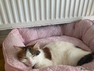 Mixed Breed cats for sale - Advert 1