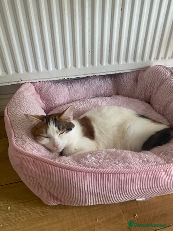 Mixed Breed cats - Advert 1