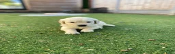 Golden Retriever dogs for sale: ⭐ KC Registered Golden Retriever Puppies ⭐️  - Advert 28