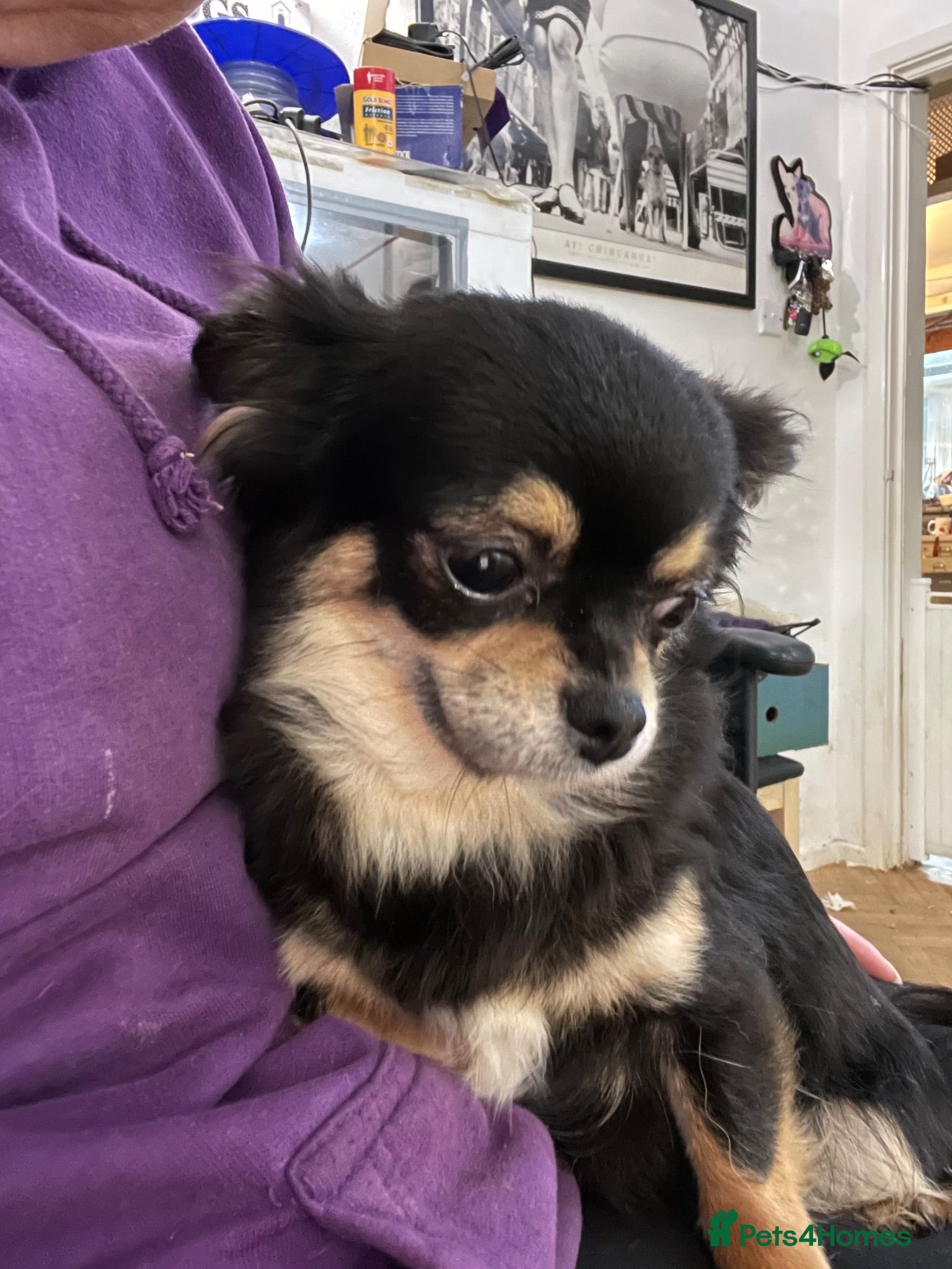 Chihuahua dogs Two kc reg long coat chihuahua boys available  - Advert 2