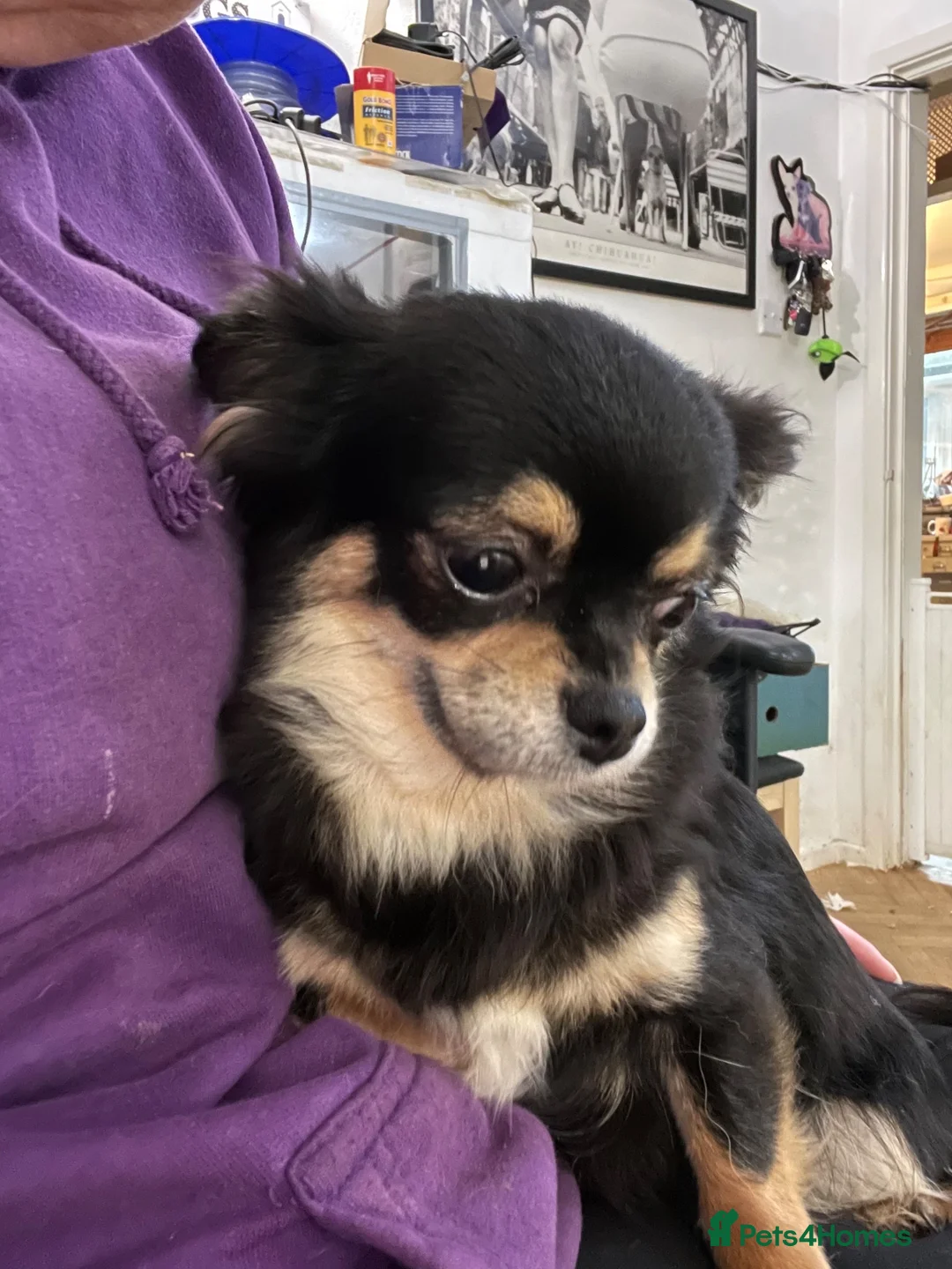 Chihuahua dogs for sale: Two kc reg long coat chihuahua boys available  in Northwich - Advert 2