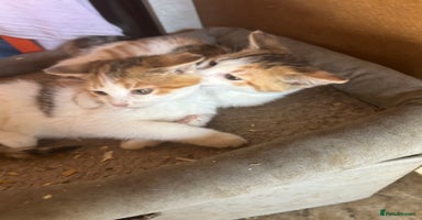 Mixed Breed cats - Advert 7