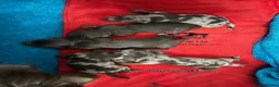Dachshund dogs for sale: Longhaired miniature dachshund - Advert 6