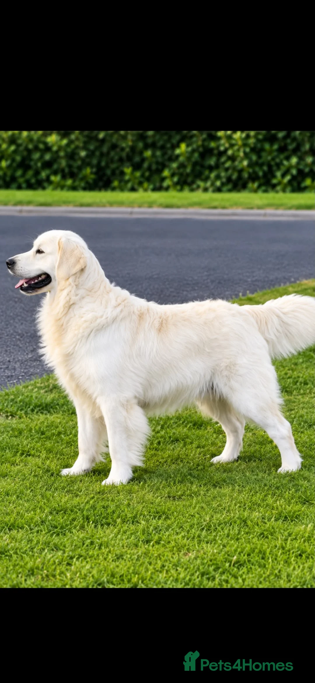 Golden Retriever dogs for sale: Beautiful Golden Retreiver Puppy (Cream colour) in Edgware - Advert 4