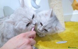 Persian cats for sale: Sliver Persian - Image 4