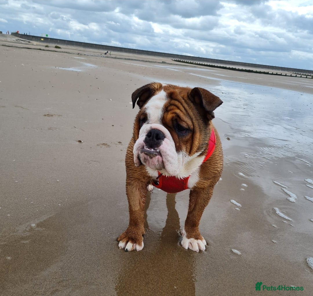 English Bulldog dogs for sale: Champion English bulldogs - Image 32