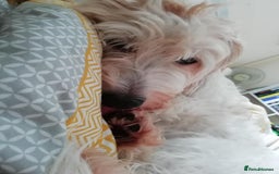 Jack Russell dogs for sale: Jack Russell mix  - Image 5