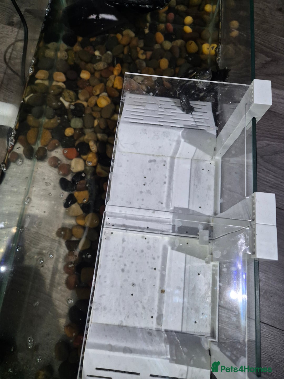 Turtle reptiles for sale: Reeves Turtle - Advert 4