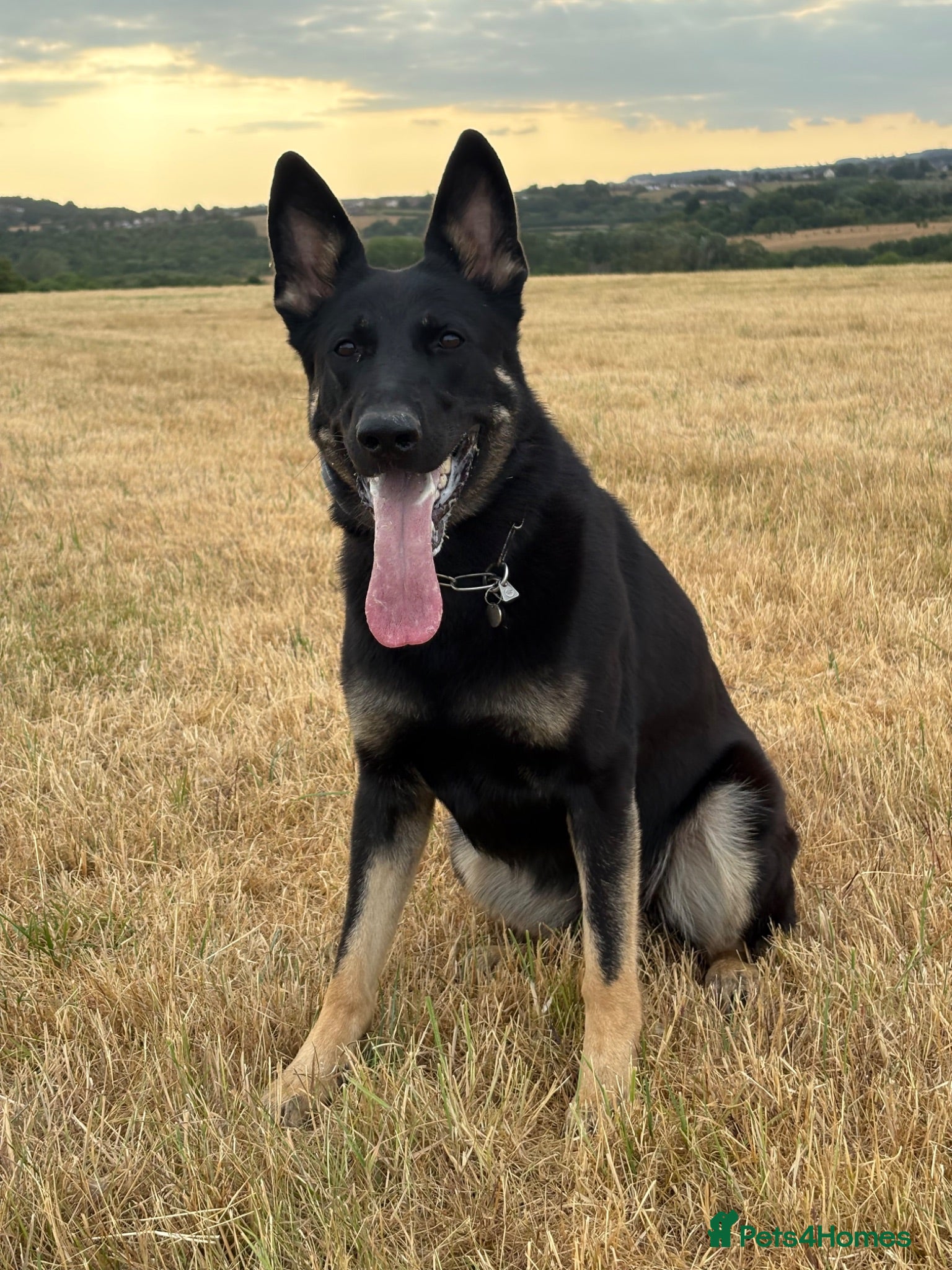 German Shepherd dogs Working Line German Shepherd - Advert 8