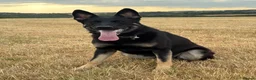 German Shepherd dogs for sale: Working Line German Shepherd - Advert 1