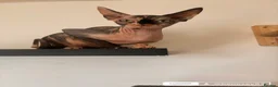 Sphynx cats for sale: Cat Von D - Advert 6