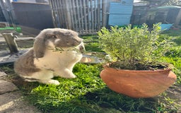 French Lop rabbits for sale: French lop male fixed  - Image 1