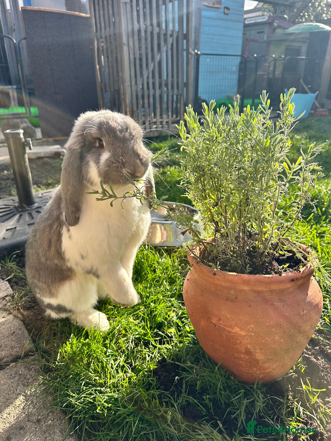 French Lop rabbits for sale: French lop male fixed  - Image 1