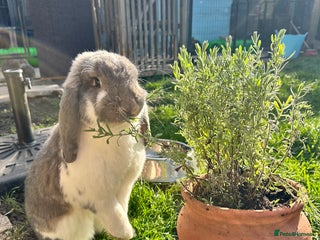 French Lop rabbits for sale - Advert 1