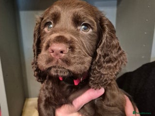 Cocker Spaniel dogs - Advert 19