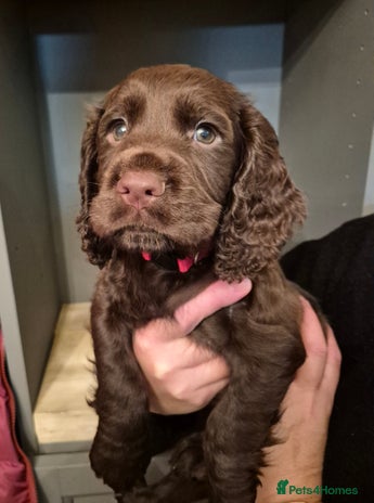 Cocker Spaniel dogs - Advert 1